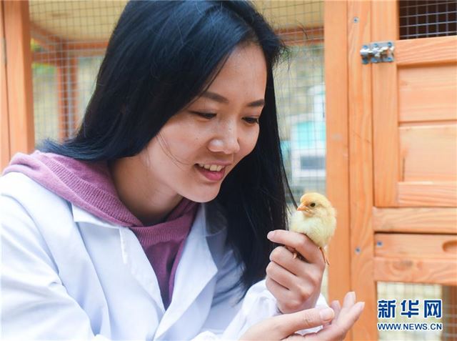 （图片故事）（1）女留学生返乡创业养土鸡