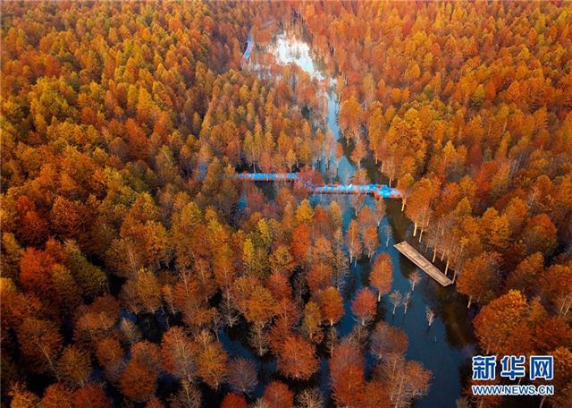 #（美丽中国）（2）安徽宁国：红杉林染秋色