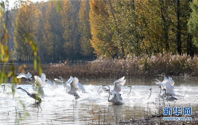 #（环境）（1）越冬大天鹅飞临山西平陆黄河湿地
