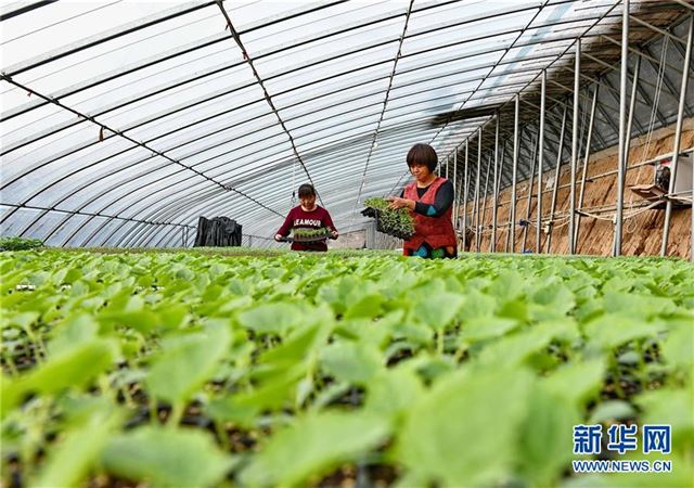 （经济）（1）河北乐亭：科技创新助推农业提质增效