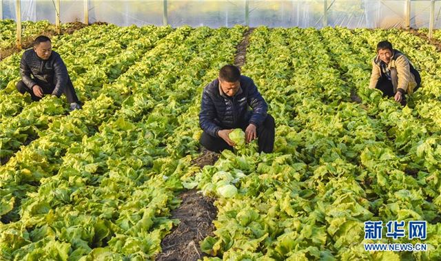 （经济）（1）河北文安：特色生态农业助推乡村振兴