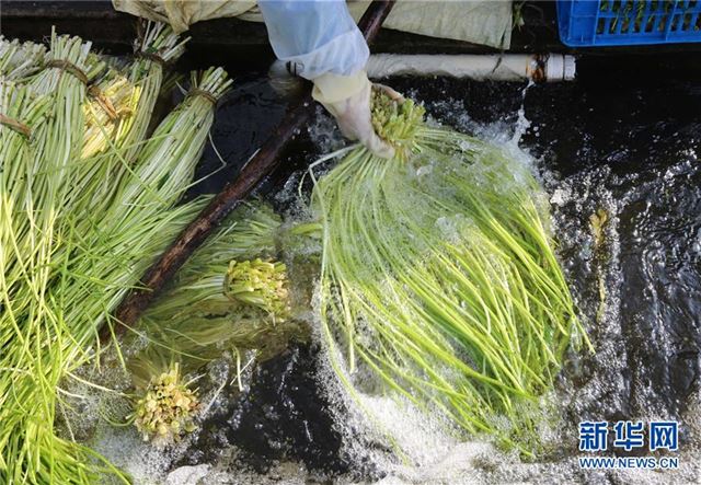 #（社会）（1）采收水芹菜供应节日市场