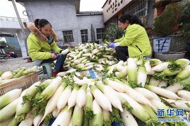 #（经济）（1）贵州毕节：萝卜丰收忙