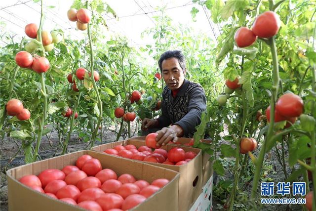 （经济）（1）河北唐山：设施农业让农民“冬闲”变“冬忙”