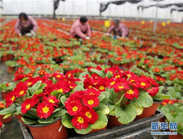 #（经济）（1）江苏海安：盆栽植物俏销节前市场