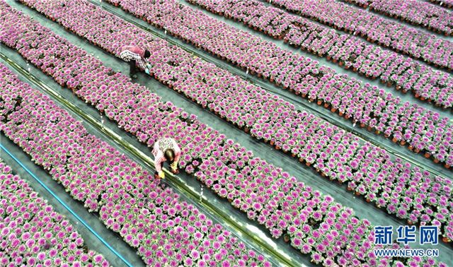 #（经济）（2）江苏海安：盆栽植物俏销节前市场
