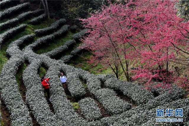 （新华网）（1）闽西连城：高山茶园冬赏樱