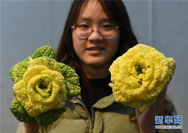 （社会）（1）南京：“玫瑰白菜”面市