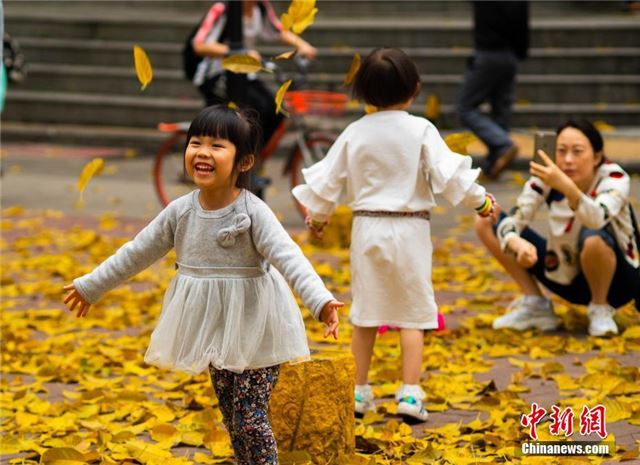 广州春雨后现“秋色” 黄叶满地