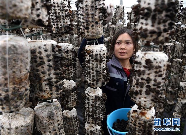 （社会）（2）陕西西乡：食用菌种植促增收