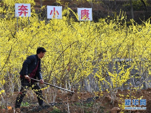 （经济）（1）河南卢氏：连翘种植助农增收