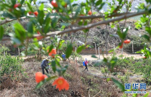 （经济）（1）云南弥勒大力发展绿色生态水果种植