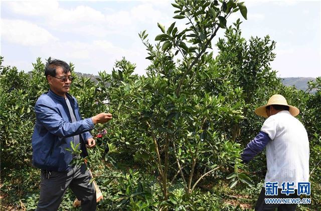 （经济）（2）云南弥勒大力发展绿色生态水果种植