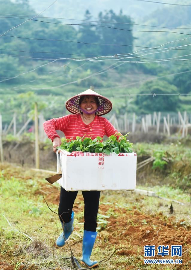 （经济）（1）广西龙州：百香果种植助农增收