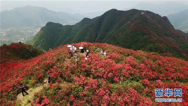 （春季美丽生态）（1）贵州丹寨：岭上开遍映山红