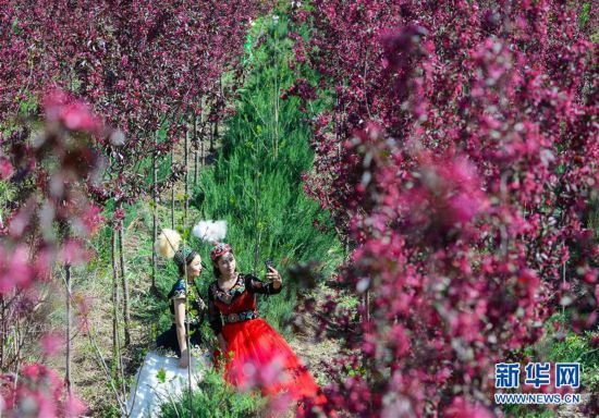 （春季美丽生态）（2）新疆：海棠花开春意浓