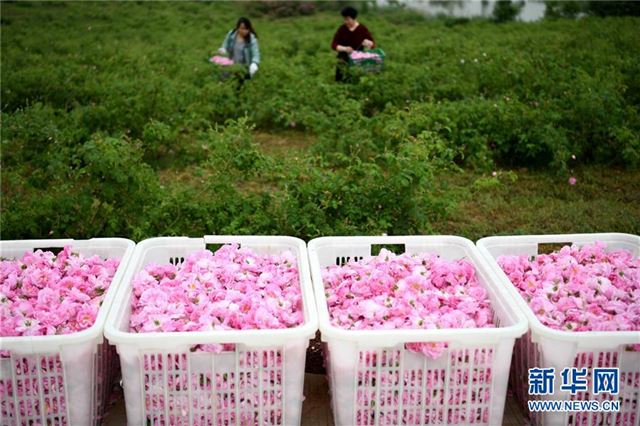 （社会）（5）安徽：“玫瑰经济”助力乡村振兴