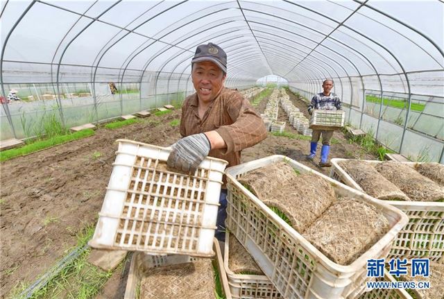 （社会）（2）冀东水稻种植区插秧工作全面展开