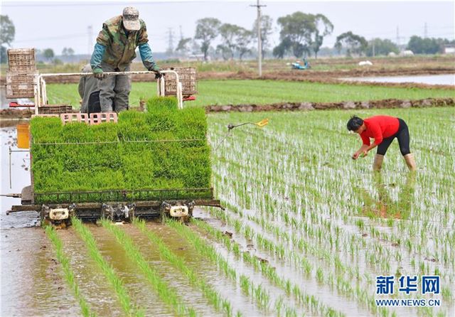 （社会）（5）冀东水稻种植区插秧工作全面展开