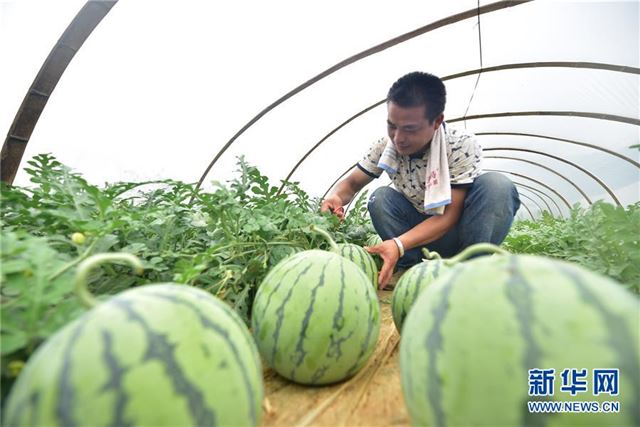 #（经济）（6）夏日瓜果收获忙