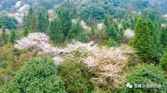 著名作家邓宏顺：春游雪峰山六记