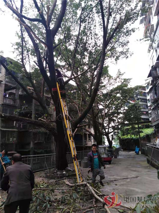 内江市市中区玉溪街道玉带街原内江宾馆三栋家属楼中间有三棵大树