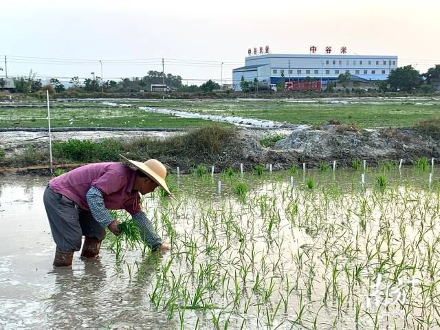 广东省农业科学院水稻研究所研究员陈建伟在汕尾田间工作。